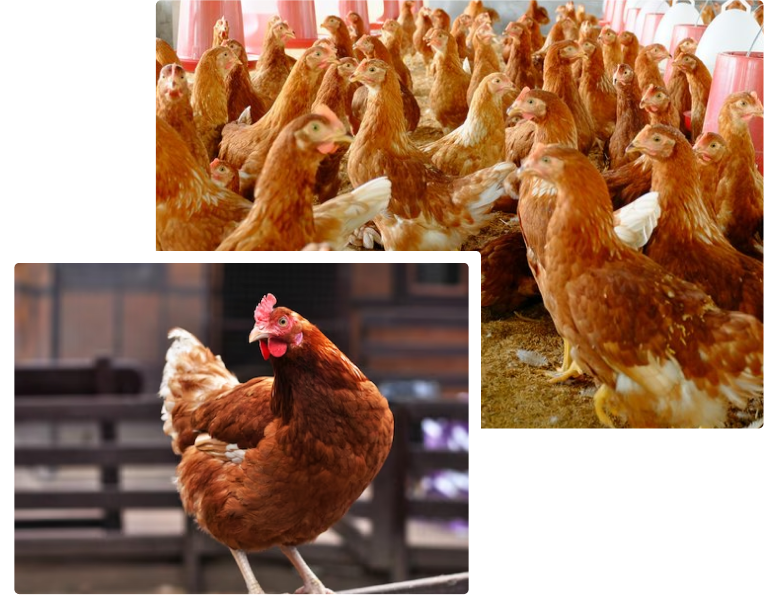 Broiler-Breeder